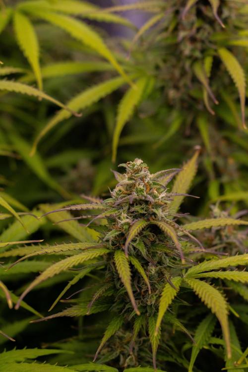 Spliff Seeds - Gelato Auto. Week 12