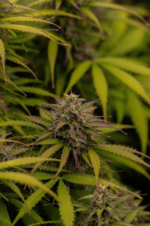 Spliff Seeds - Gelato Auto. Week 12