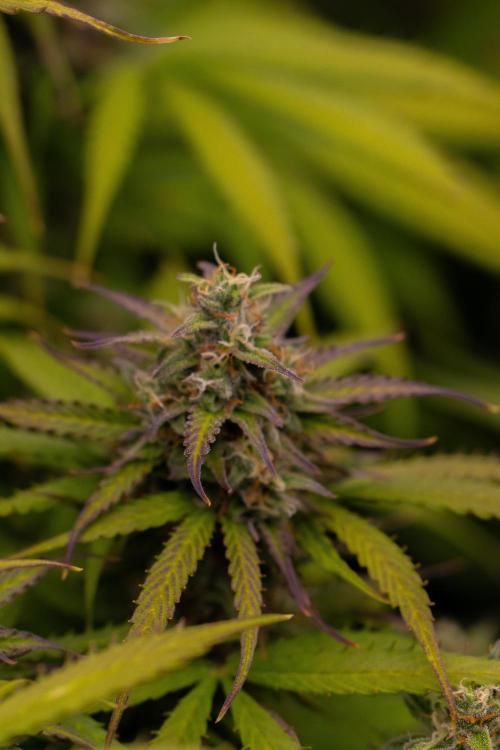 Spliff Seeds - Gelato Auto. Week 12