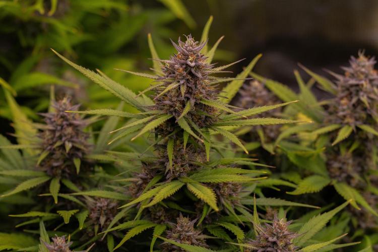 Dutch Blue Auto - Spliff Seeds. Week 12
