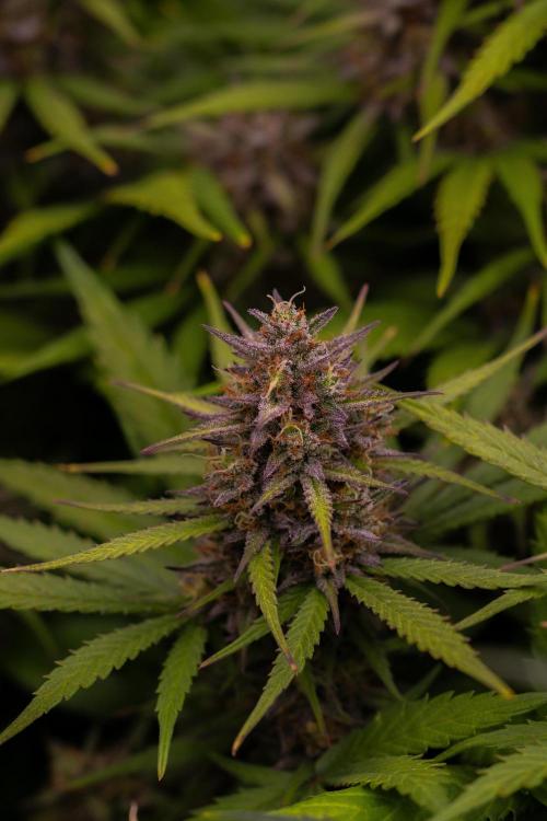 Dutch Blue Auto - Spliff Seeds. Week 12