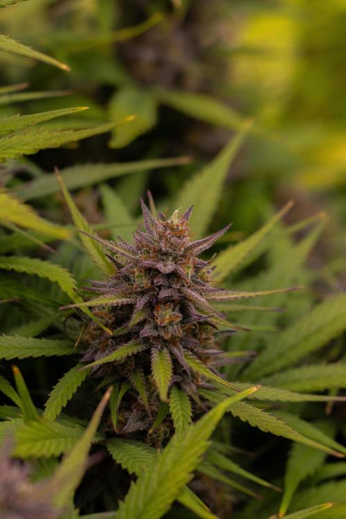 Dutch Blue Auto - Spliff Seeds. Week 12