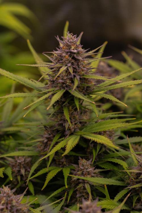 Dutch Blue Auto - Spliff Seeds. Week 12