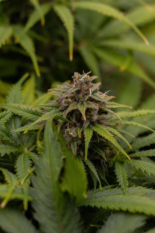 Gorilla Auto - Spliff Seeds. Week 12