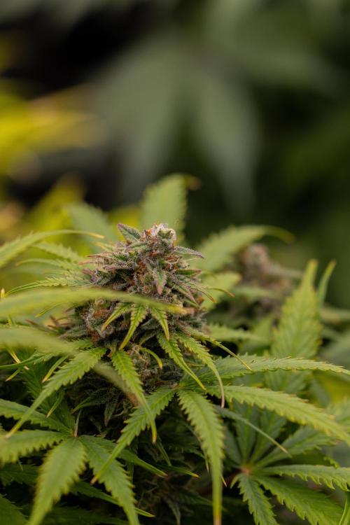 Gorilla Auto - Spliff Seeds. Week 12