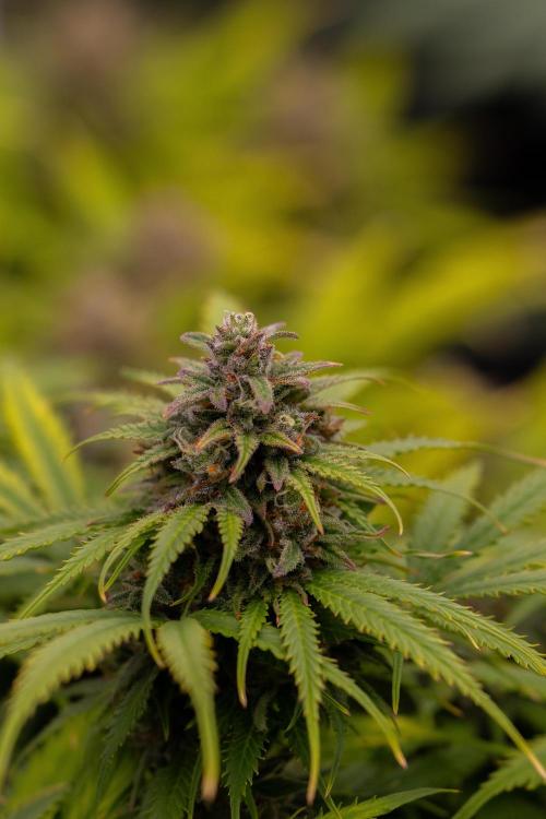 Gorilla Auto - Spliff Seeds. Week 12