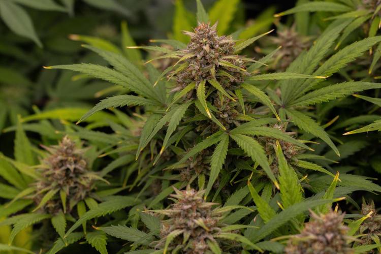 Dutch Auto - Spliff Seeds. Week 12
