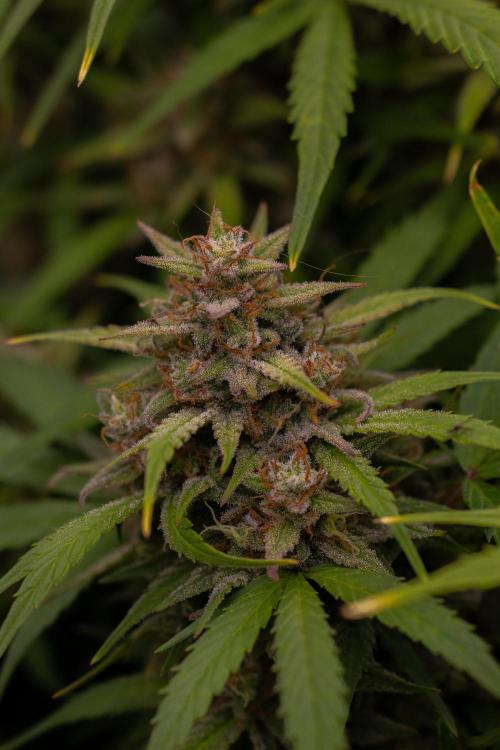 Dutch Auto - Spliff Seeds. Week 12