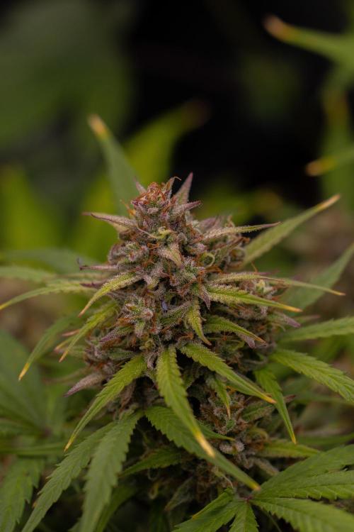 Dutch Auto - Spliff Seeds. Week 12