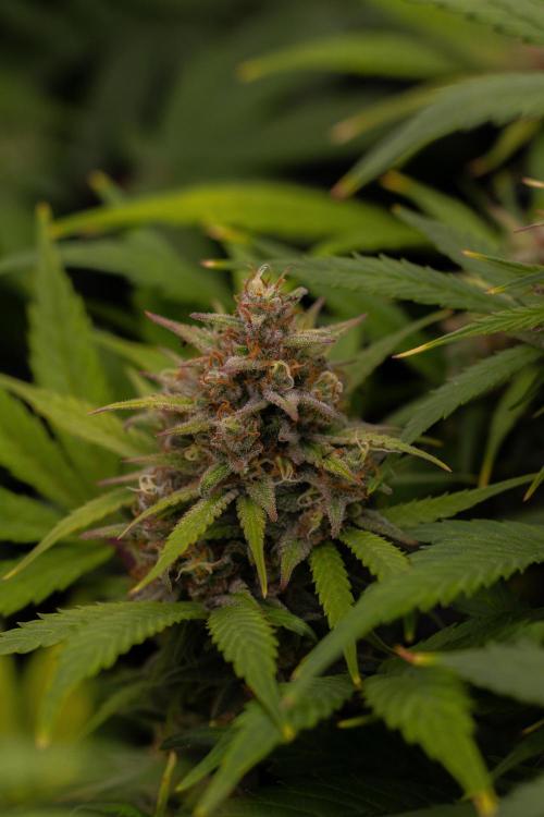 Dutch Auto - Spliff Seeds. Week 12