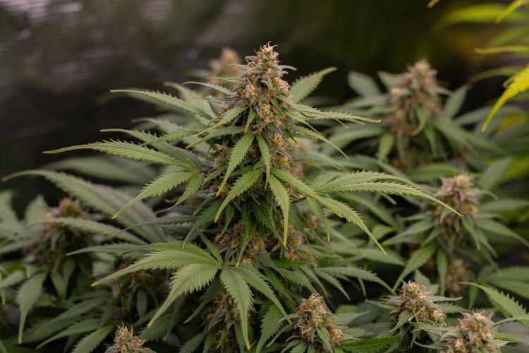 Lemon Crem Kush Auto - Spliff Seeds. Week 12