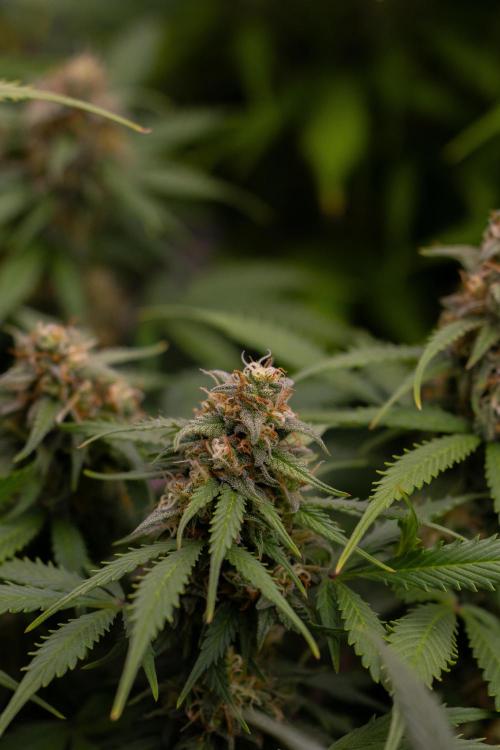 Lemon Crem Kush Auto - Spliff Seeds. Week 12