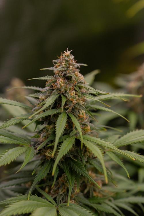 Lemon Crem Kush Auto - Spliff Seeds. Week 12