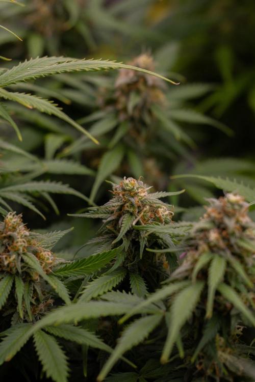 Lemon Crem Kush Auto - Spliff Seeds. Week 12