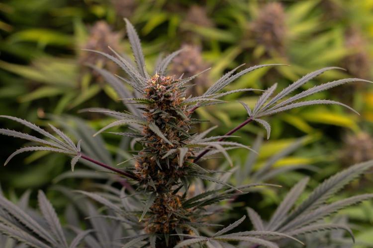 Mega Power Plant Auto - Spliff Seeds. Week 12