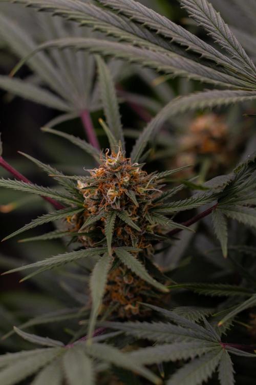 Mega Power Plant Auto - Spliff Seeds. Week 12