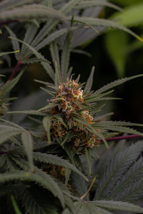 Mega Power Plant Auto - Spliff Seeds. Week 12