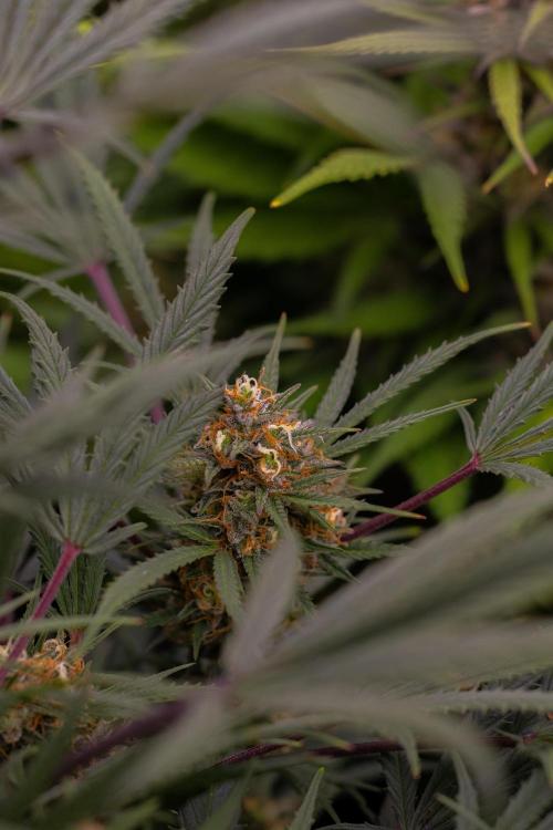 Mega Power Plant Auto - Spliff Seeds. Week 12