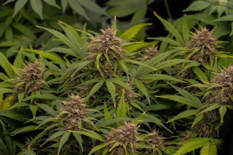 White Widow Auto - Spliff Seeds. Week 12