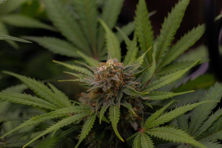 White Widow Auto - Spliff Seeds. Week 12