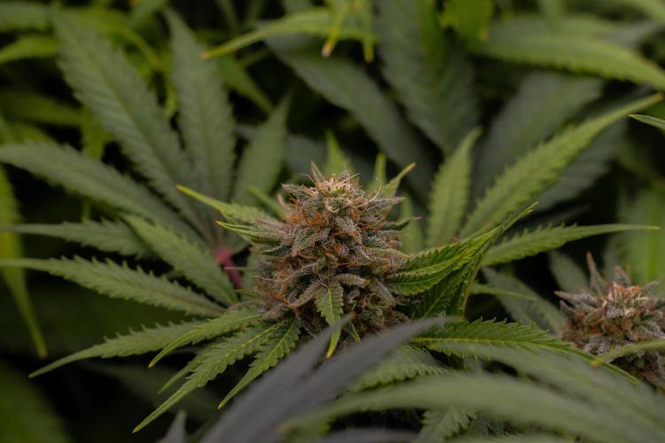 White Widow Auto - Spliff Seeds. Week 12