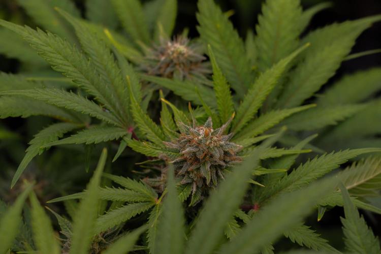 White Widow Auto - Spliff Seeds. Week 12