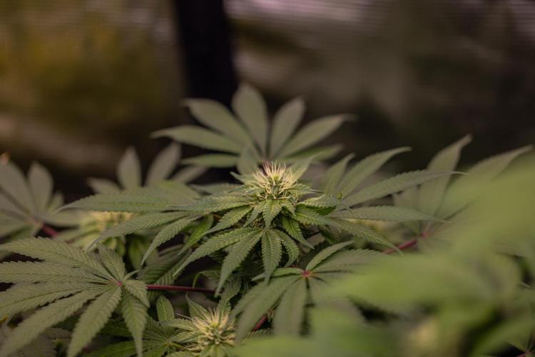 Tester# 494 x 1500 - Paradise Seeds. Week 10