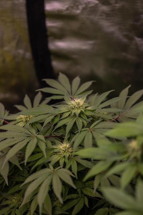 Tester# 494 x 1500 - Paradise Seeds. Week 10