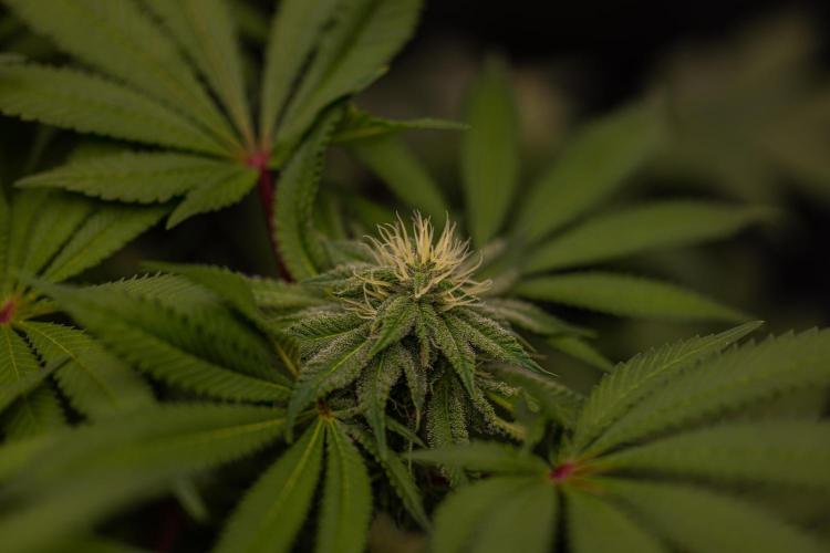 Tester# 60zB x 1500 - Paradise Seeds. Week 10