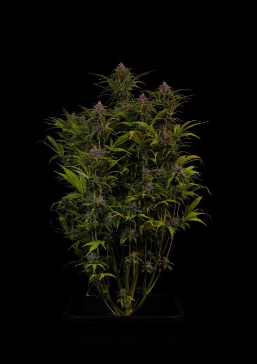 Paradise Seeds - Vertigo Auto. Week 13