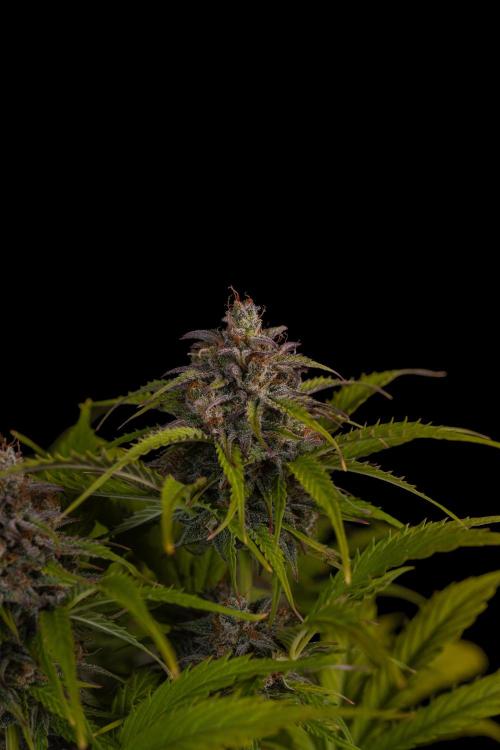 Paradise Seeds - Vertigo Auto. Week 13