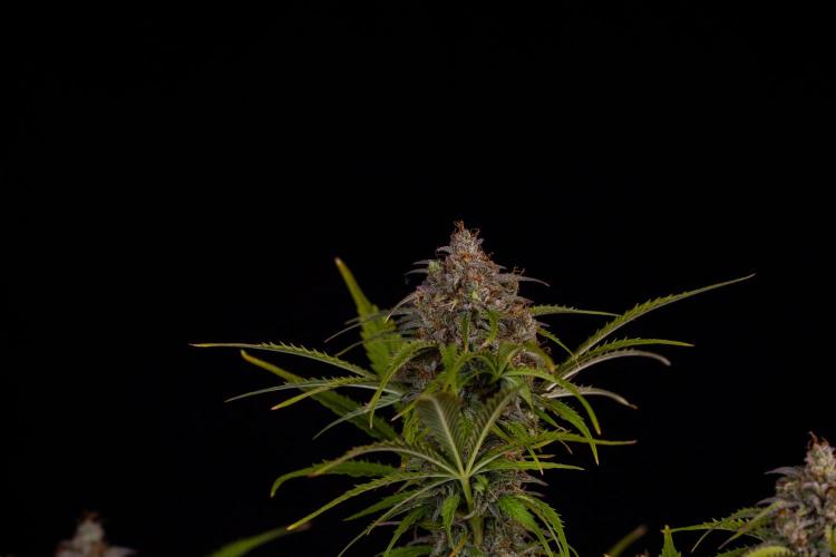 Paradise Seeds - Vertigo Auto. Week 13