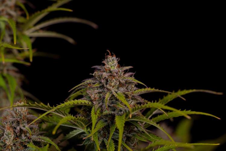 Paradise Seeds - Vertigo Auto. Week 13