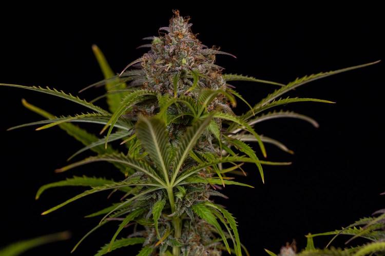 Paradise Seeds - Vertigo Auto. Week 13