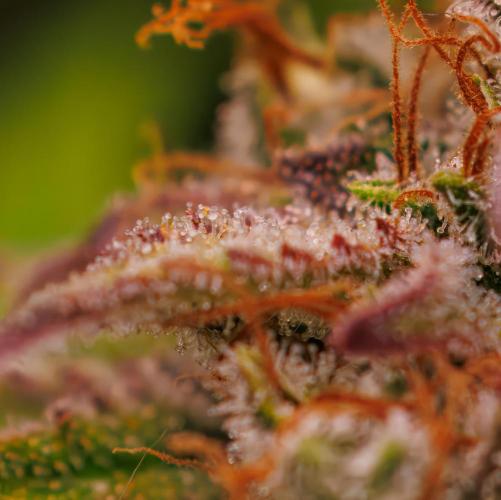 Paradise Seeds - Vertigo Auto. Week 13