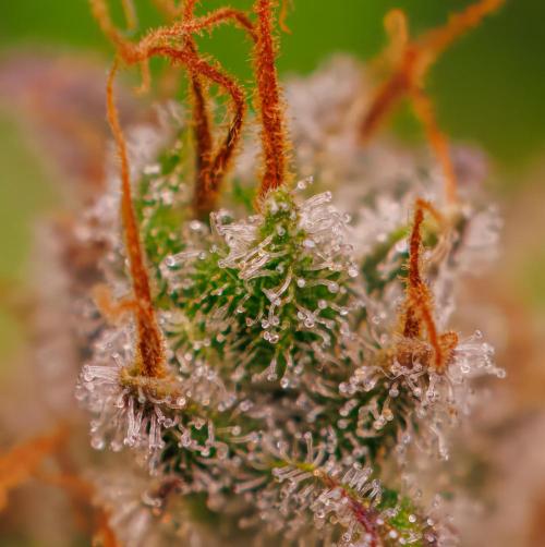 Paradise Seeds - Vertigo Auto. Week 13