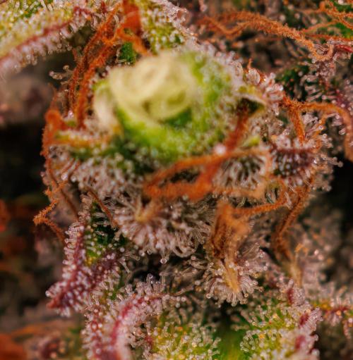 Paradise Seeds - Vertigo Auto. Week 13