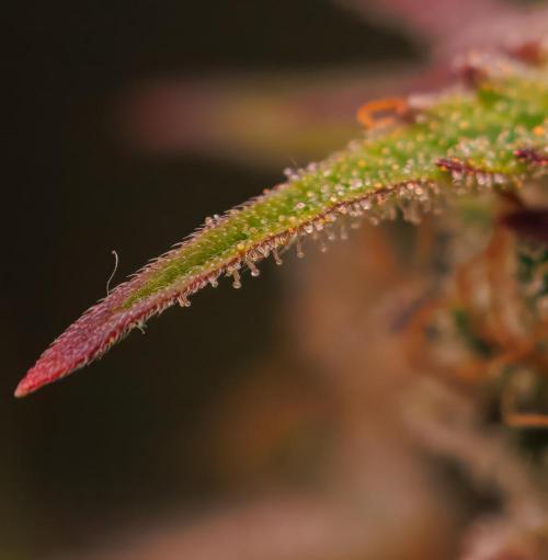 Paradise Seeds - Vertigo Auto. Week 13
