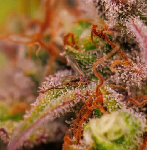 Paradise Seeds - Vertigo Auto. Week 13
