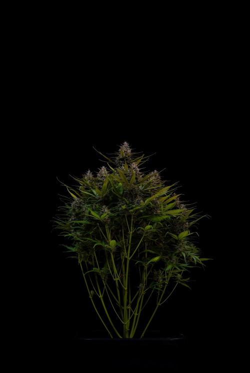 Dutch Blue Auto - Spliff Seeds. Week 13