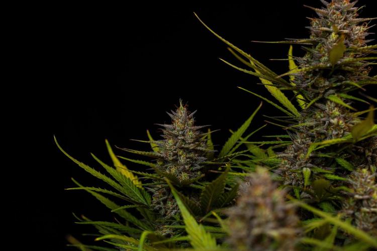 Dutch Blue Auto - Spliff Seeds. Week 13