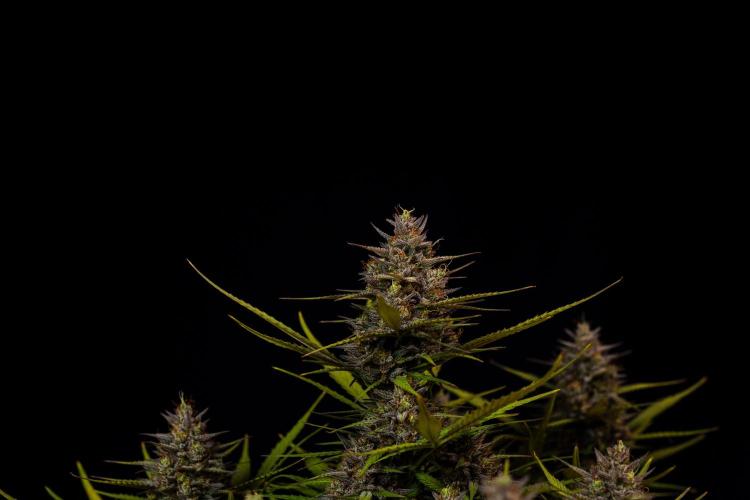 Dutch Blue Auto - Spliff Seeds. Week 13