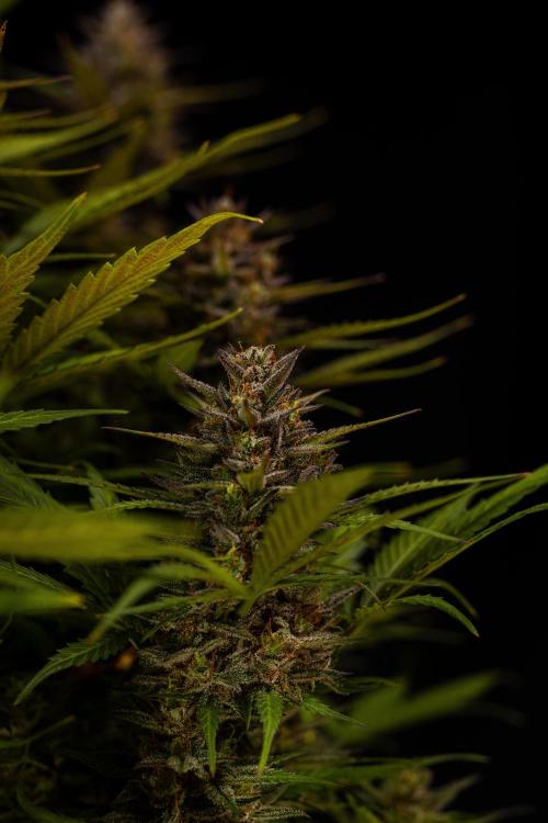 Dutch Blue Auto - Spliff Seeds. Week 13