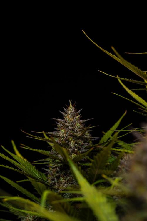 Dutch Blue Auto - Spliff Seeds. Week 13