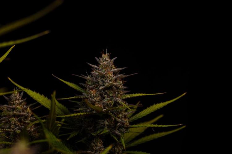 Dutch Blue Auto - Spliff Seeds. Week 13
