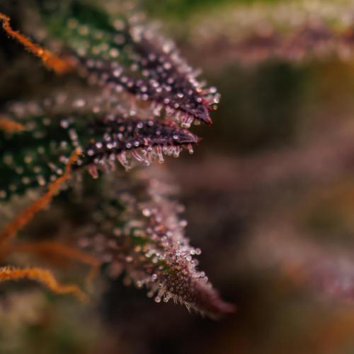 Dutch Blue Auto - Spliff Seeds. Week 13