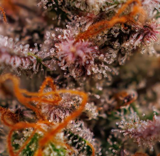 Dutch Blue Auto - Spliff Seeds. Week 13