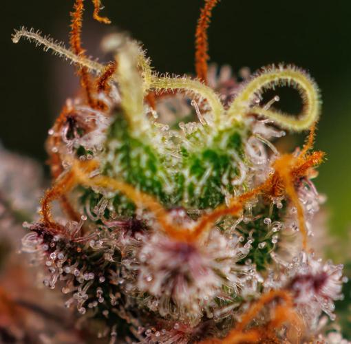 Dutch Blue Auto - Spliff Seeds. Week 13
