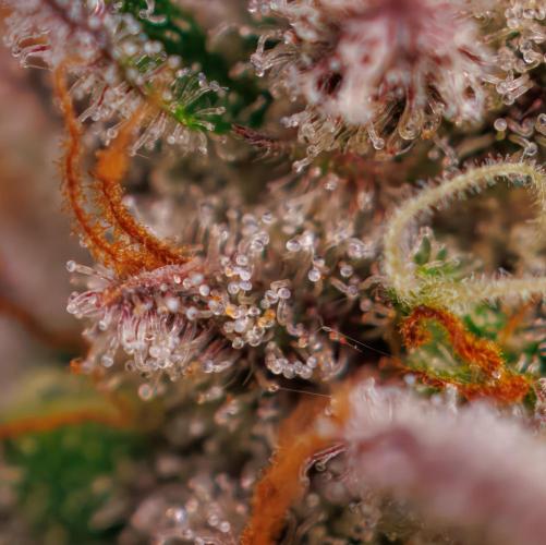 Dutch Blue Auto - Spliff Seeds. Week 13