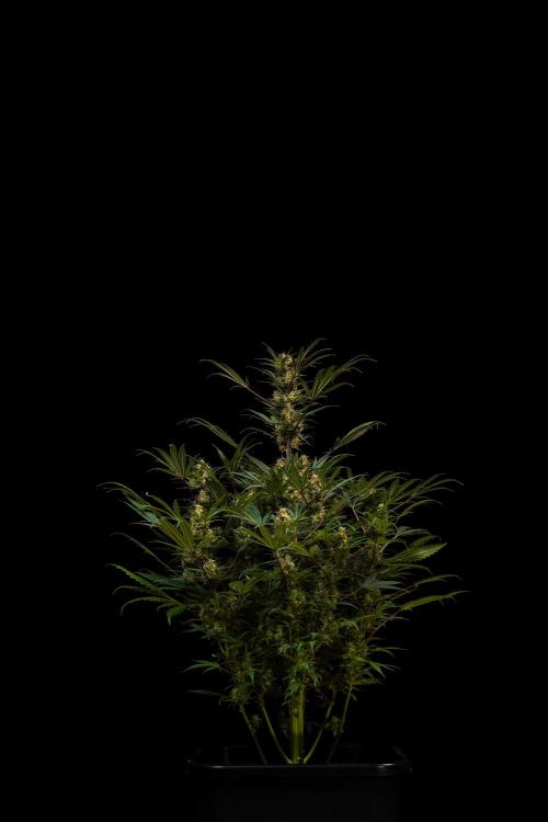 Lemon Crem Kush Auto - Spliff Seeds. Week 13
